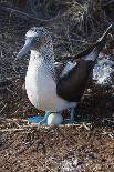 Galapagos Blue-Footed Booby (Sula Nebouxii Excisa)-G and M Therin-Weise-Photographic Print