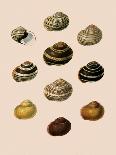 Shells: Monomyaria-G.b. Sowerby-Art Print