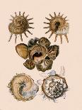 Spider Conch Shell-G.b. Sowerby-Giclee Print