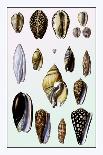 Shells: Monomyaria-G.b. Sowerby-Art Print