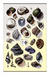 Shells: Trachelipoda-G.b. Sowerby-Art Print