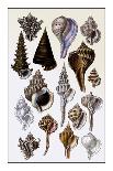 Calocochlia Shells-G.b. Sowerby-Giclee Print