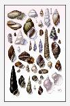 Shells: Trachelipoda-G.b. Sowerby-Art Print