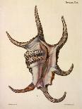 Spider Conch Shell-G.b. Sowerby-Giclee Print