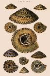 Shells: Cephalopoda-G.b. Sowerby-Art Print