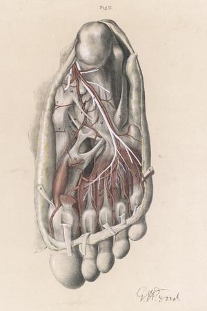 First and Second Stages of the Dissection of the Sole of the Foot