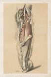 The Lower Limb. Deep Muscles of the Calf, and the Popliteal Vessels and Nerves-G. H. Ford-Giclee Print