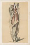 The Upper Limb. The Superficial Muscles of the Thorax, and the Axilla with its Contents-G. H. Ford-Giclee Print