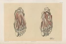 The Lower Limb. Front of the Leg and Dorsum of the Foot-G. H. Ford-Stretched Canvas