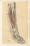 The Lower Limb. Front of the Leg and Dorsum of the Foot-G. H. Ford-Giclee Print