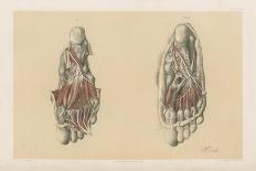 The Lower Limb. First and Second Stages in the Examination of the Sole of the Foot-G. H. Ford-Giclee Print