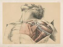 The Upper Limb. The Superficial Muscles of the Thorax, and the Axilla with its Contents-G. H. Ford-Giclee Print