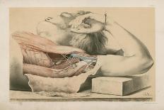 The Lower Limb. Deep Muscles of the Calf, and the Popliteal Vessels and Nerves-G. H. Ford-Giclee Print