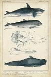 Antique Whale and Dolphin Study III-G. Henderson-Laminated Art Print