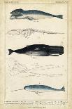 Antique Whale and Dolphin Study I-G. Henderson-Stretched Canvas