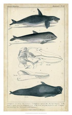 Antique Whale & Dolphin Study I