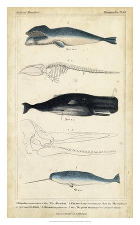 Antique Whale & Dolphin Study III