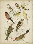 Gathering of Birds II-G. Lubbert-Mounted Art Print