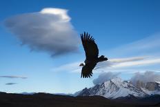 Andean Condor (Vultur Gryphus) Flying over Torres Del Paine National Park, Chilean Patagonia, Chile-G & M Therin-Weise-Photographic Print