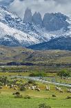 Andean Condor (Vultur Gryphus) Flying over Torres Del Paine National Park, Chilean Patagonia, Chile-G & M Therin-Weise-Photographic Print