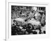 G Marzotto in a 4.1 Ferrari, Taking Part in the Mille Miglia, 1953-null-Framed Photographic Print