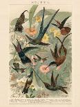 Exotic Humming Birds (Kolibris) - Vintage Bookplate Illustration, 1892-G. Mütrel-Art Print