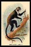 The Variegated Spider-Monkey-G.r. Waterhouse-Art Print