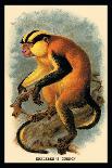 The Variegated Spider-Monkey-G.r. Waterhouse-Framed Art Print