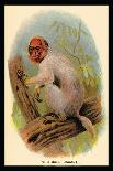 St. John's Macaque-G.r. Waterhouse-Art Print
