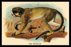 Humboldt's Woolly Monkey-G.r. Waterhouse-Art Print