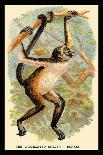 The Variegated Spider-Monkey-G.r. Waterhouse-Framed Art Print