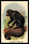 The Variegated Spider-Monkey-G.r. Waterhouse-Framed Art Print