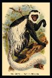 The Celebean Black Baboon-G.r. Waterhouse-Art Print