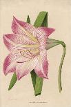 Amaryllis Marmorata-G. Severeyns-Stretched Canvas