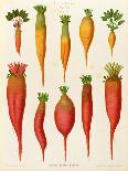 Carrots and Turnips: from the "Album Benary" Tab. XIV-G. Severeyns-Framed Giclee Print