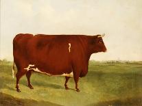 "Twin Beast," a Shorthorn / Devon Cross Bull in a Meadow, a Village Beyond-G. Sinclair-Giclee Print