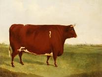 "Twin Beast," a Shorthorn / Devon Cross Bull in a Meadow, a Village Beyond-G. Sinclair-Framed Giclee Print