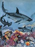 Sharks-G. W Backhouse-Giclee Print