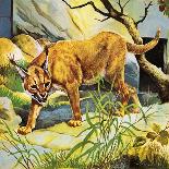 Puma on the Prowl, 1963-G. W Backhouse-Giclee Print