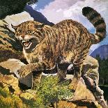 Wildcat-G. W Backhouse-Giclee Print