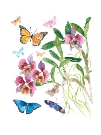 Butterflies and Orchids 1