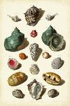 Muller Shells, Tab. VI-Gabriel Muller-Laminated Art Print