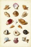 Muller Shells, Tab. XI-Gabriel Muller-Art Print