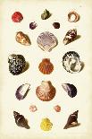 Muller Shells, Tab. VI-Gabriel Muller-Mounted Art Print