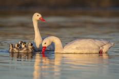 RF -  Coscoroba swan pair with chicks on water La Pampa, Argentina-Gabriel Rojo-Photographic Print