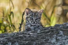 Puma (Puma Concolor) Rolling on Back, Torres Del Paine National Park, Chile, June-Gabriel Rojo-Photographic Print