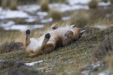 Puma (Puma Concolor) Rolling on Back, Torres Del Paine National Park, Chile, June-Gabriel Rojo-Framed Photographic Print