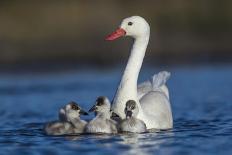 Coscoroba swan, (Coscoroba coscoroba) family with chicks, La Pampa, Argentina-Gabriel Rojo-Photographic Print