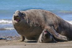 Orca (Orcinus Orca) Hunting Sea Lion Pups, Peninsula Valdez, Patagonia Argentina-Gabriel Rojo-Photographic Print