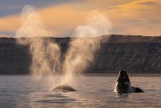 Orca (Orcinus Orca) Hunting Sea Lion Pups, Peninsula Valdez, Patagonia Argentina-Gabriel Rojo-Photographic Print